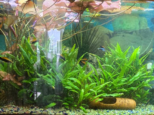 Aquarium plants - Main image