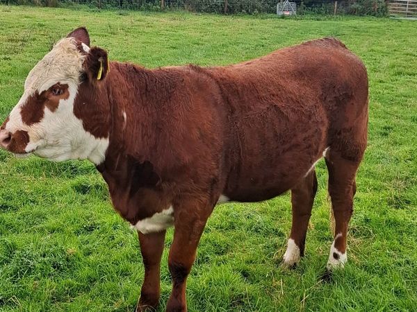 Livestock for sale Gort mart 1st October - Main image