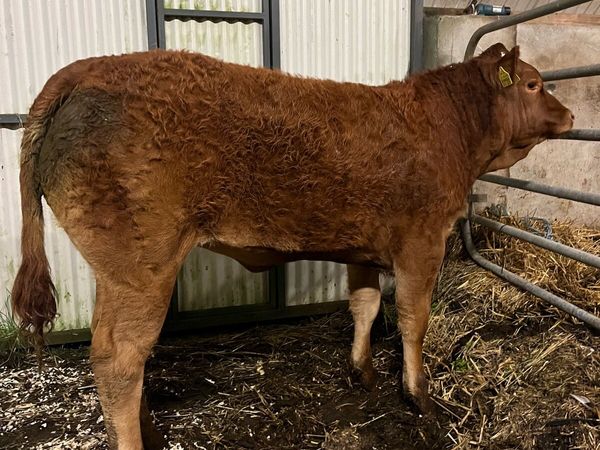 Heifer Weanling for Balla Tomorrow - Main image