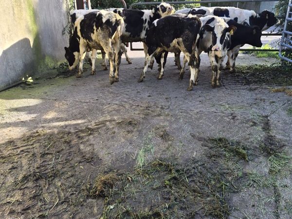 12 super Homebred friesian bulls for sale - Main image