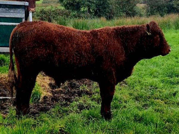 Saler bull - Main image