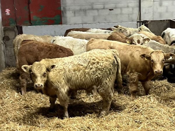 Super Golden CH & Red LIM Bull Weanlings - Main image