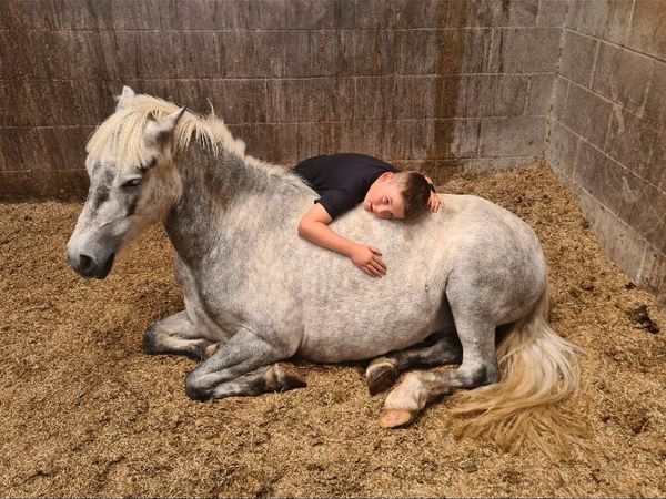 A mothers dream 127cm gelding 8yo - Main image