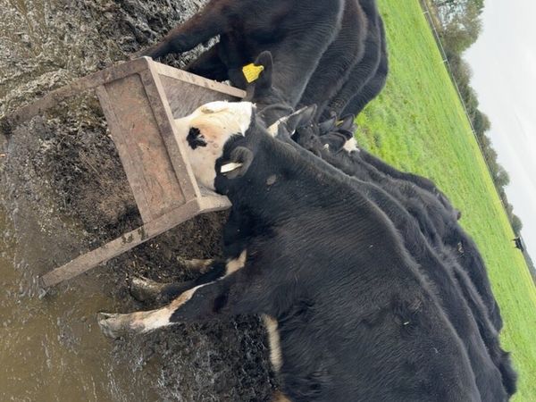10 bull weanlings - Main image