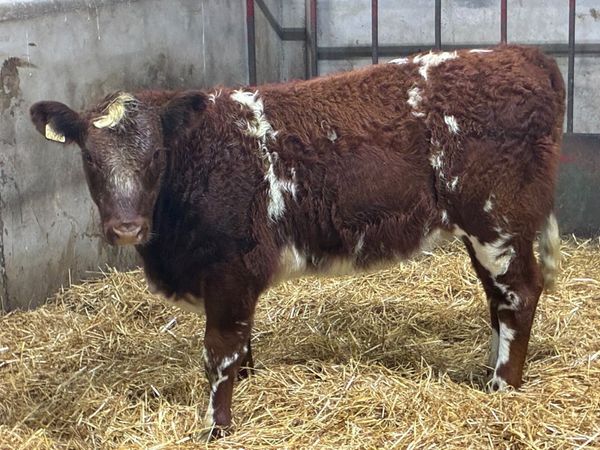 Super Shorthorn Heifer Weanlings - Main image