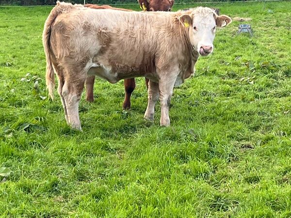 2 top quality Charolais heifer weanlings - Main image