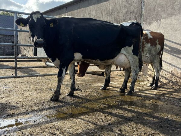 Freshly calved cows for sale - Main image