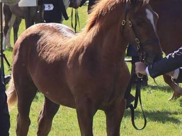 Irish Draught Colt foal - Main image