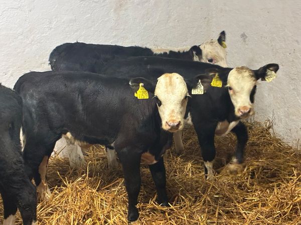 Calves For Sale - Main image
