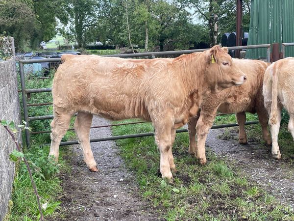 High Quality Organic Weanling Heifers - Main image