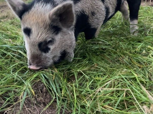 Kune kune piglets - Main image