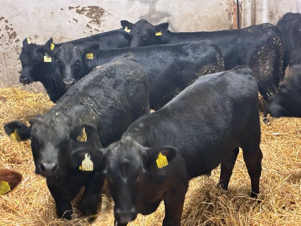 Smashing Aberdeen Angus Bull Weanlings - Main image