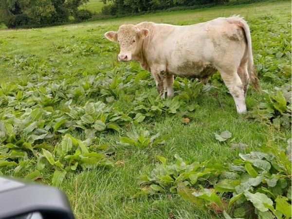 Pb charoolais bulls - Main image