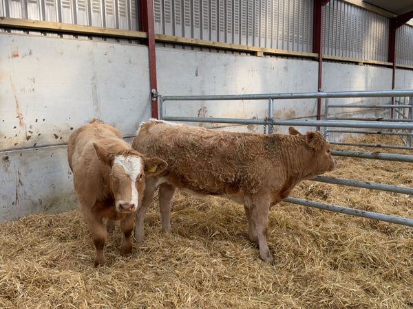 Charolais show heifers - Main image