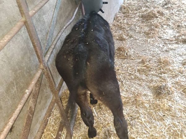 Calf - Main image