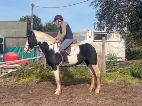 3 year old mare - Main image