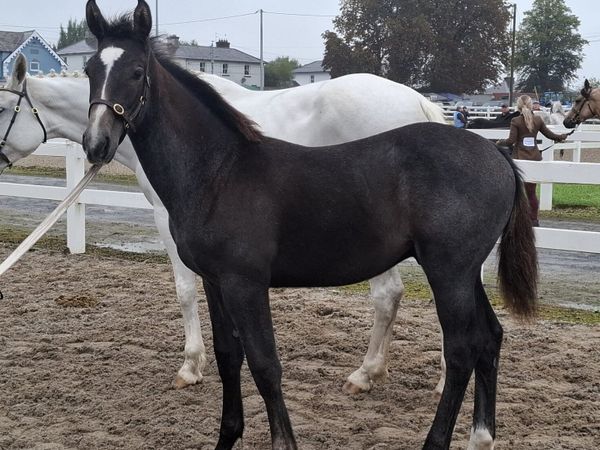Colt foal - Main image