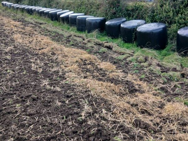 Round bales of silage - Main image