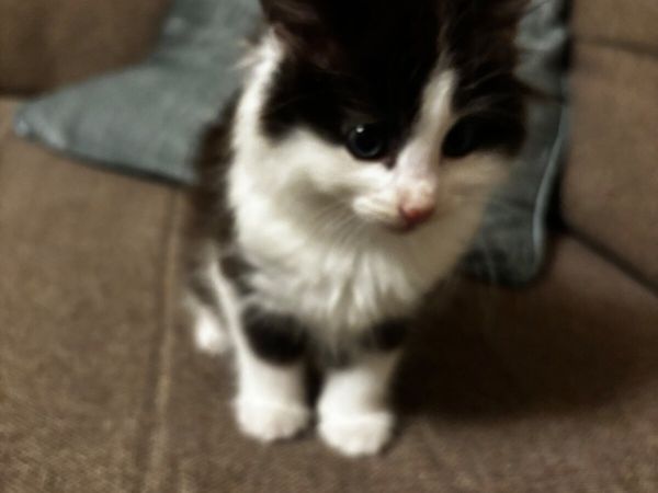 Kitten - Main image
