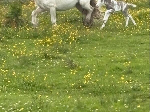 Two lovely mares with two coloured foals - Main image