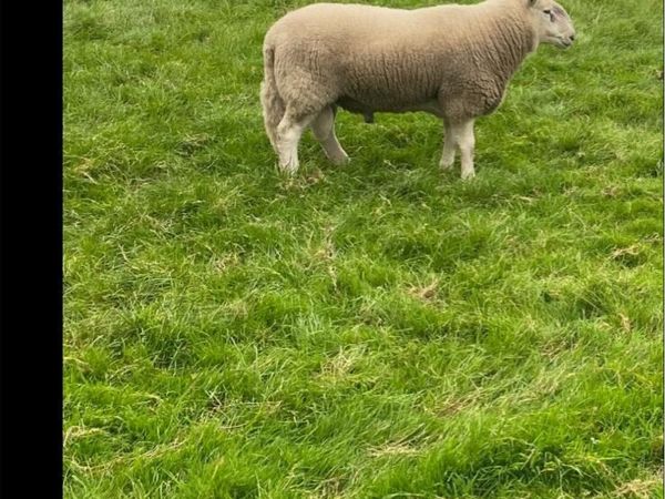✨Cheviot ram ✨ - Main image
