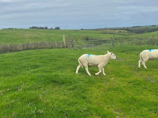 Pure bred Wicklow Cheviot hogget ram  for sale. - Main image