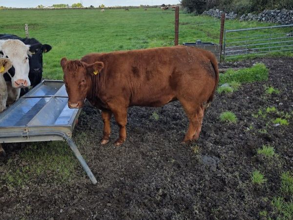Breeding Heifers Athenry mart 6-10-26 - Main image