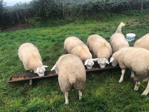 Pure Bred Texel Ram Lambs - Main image