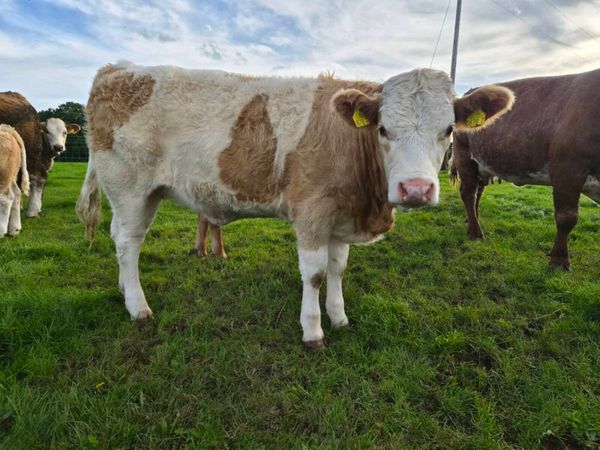 3 sim heifers - Main image