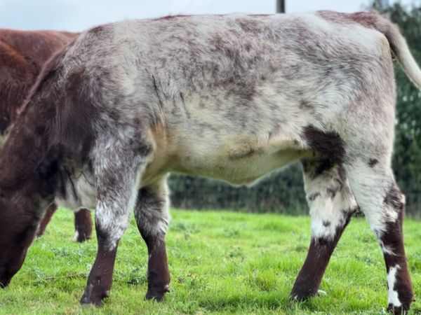 Shorthorn Heifers - Main image