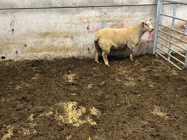 Charolais hogget - Main image