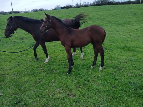 colt foal by UNITED SPIRIT VD WATERMOLEN - Main image