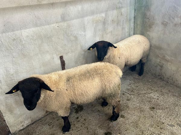 Pure Bred Suffolk Ram Lambs - Main image