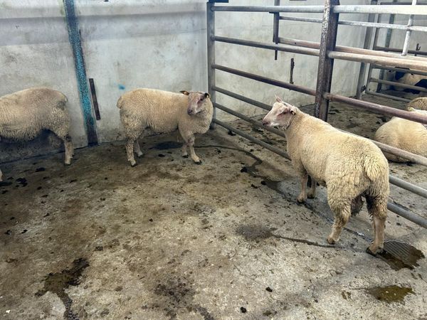 Pure Bred Charlollais Ram Lambs for sale - Main image