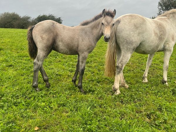 Dun Colt Foal - Main image