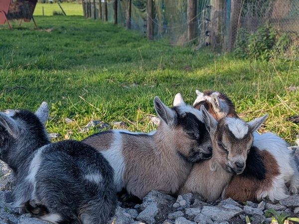 Pygmy Goats - Main image