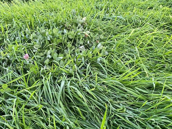 *****2ND CUT SILAGE****(13acres) - Main image