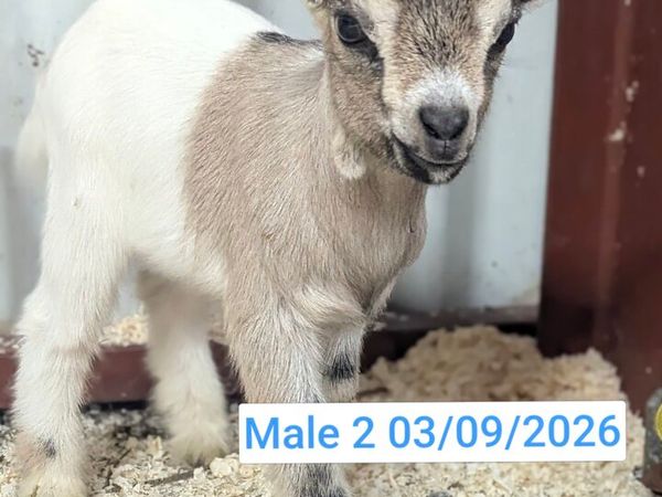 Pygmy Goats - Main image