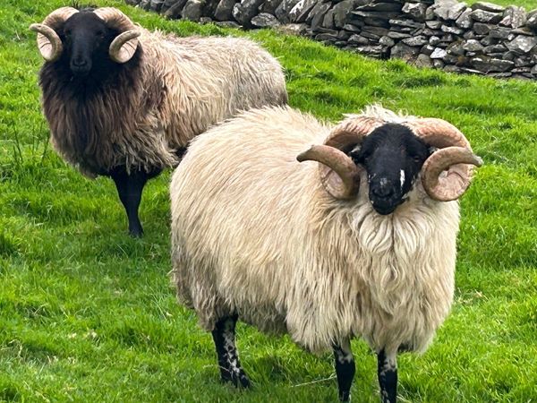 Rams - Main image