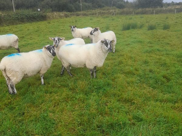 Hiltex Hoggets for sale - Main image