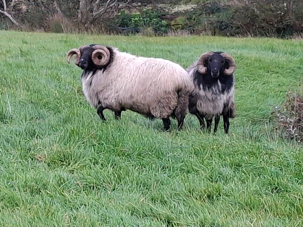 Blackface mountain rams - Main image