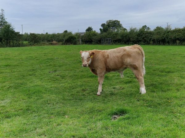5 Charolais Bull Weanlings - Main image