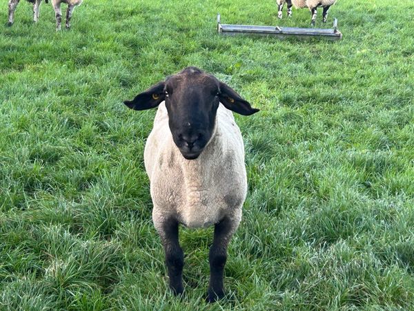 Suffolk ram - Main image