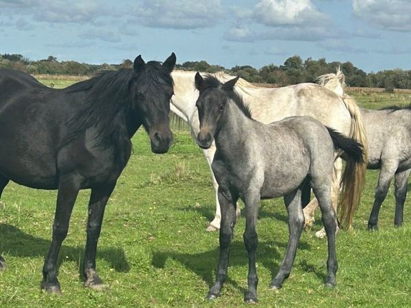 Horses - Main image