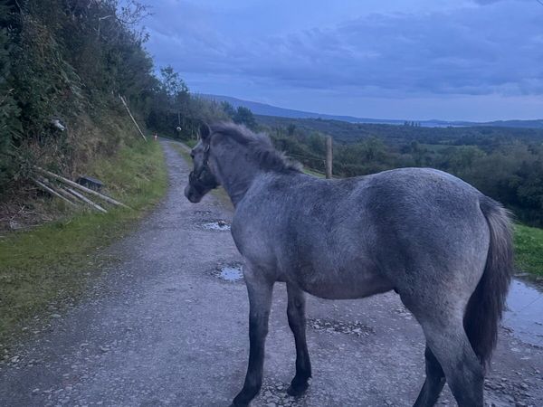 Beautiful Connemara Colt Foal - Main image
