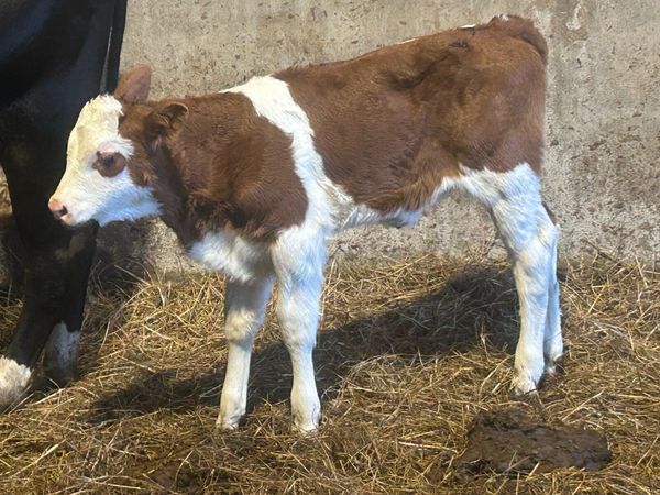 Red Simmental Heifer - Main image
