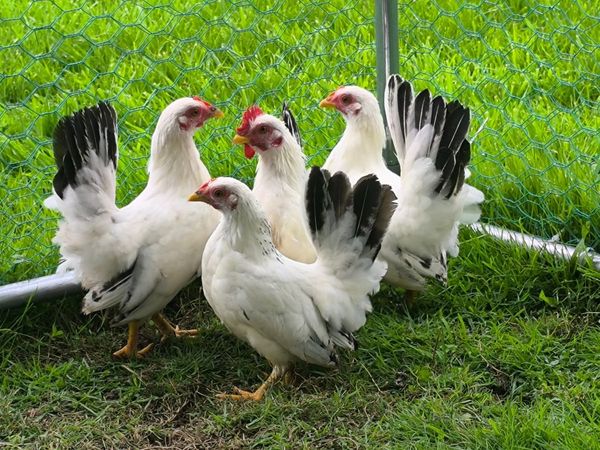Japanese Bantam Hens, Poultry - Main image