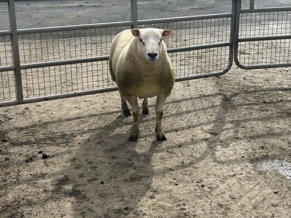 Texel Hogget ram for sale - Main image