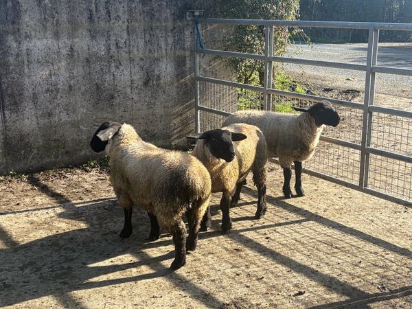 3 Suffolk ewelambs - Main image