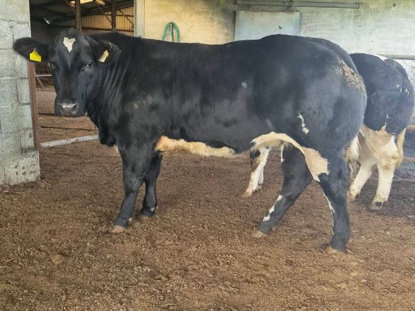 Heifer weanling - Main image